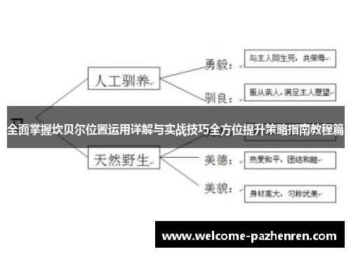 全面掌握坎贝尔位置运用详解与实战技巧全方位提升策略指南教程篇